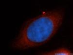 RPS26 Antibody in Immunocytochemistry (ICC/IF)