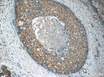 RPS26 Antibody in Immunohistochemistry (Paraffin) (IHC (P))