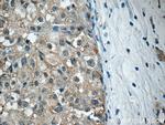 RPS26 Antibody in Immunohistochemistry (Paraffin) (IHC (P))