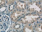 RPS26 Antibody in Immunohistochemistry (Paraffin) (IHC (P))