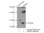 RPS26 Antibody in Immunoprecipitation (IP)