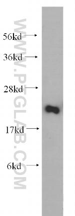 RPS26 Antibody in Western Blot (WB)