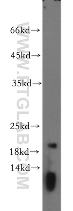 RPS26 Antibody in Western Blot (WB)