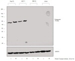 Osteopontin Antibody