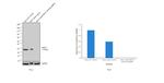 HSP27 Antibody in Western Blot (WB)