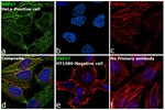 HSP27 Antibody in Immunocytochemistry (ICC/IF)