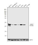 HSP27 Antibody in Western Blot (WB)