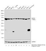 HSP70 Antibody in Western Blot (WB)