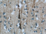 NDUFB7 Antibody in Immunohistochemistry (Paraffin) (IHC (P))