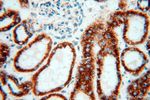 NDUFB7 Antibody in Immunohistochemistry (Paraffin) (IHC (P))