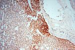 NDUFB7 Antibody in Immunohistochemistry (Paraffin) (IHC (P))