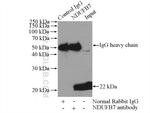 NDUFB7 Antibody in Immunoprecipitation (IP)