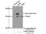 UROS Antibody in Immunoprecipitation (IP)