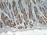 TOB1 Antibody in Immunohistochemistry (Paraffin) (IHC (P))