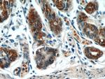 TOB1 Antibody in Immunohistochemistry (Paraffin) (IHC (P))