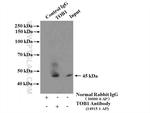 TOB1 Antibody in Immunoprecipitation (IP)