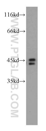 TOB1 Antibody in Western Blot (WB)