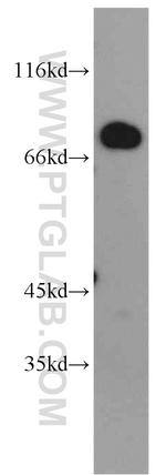 MEPCE Antibody in Western Blot (WB)