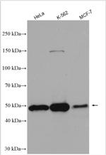 THUMPD1 Antibody in Western Blot (WB)