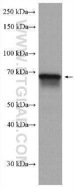 ICOSLG Antibody in Western Blot (WB)