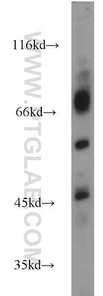 ICOSLG Antibody in Western Blot (WB)