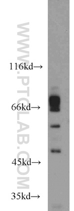 ICOSLG Antibody in Western Blot (WB)