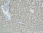 TIM22 Antibody in Immunohistochemistry (Paraffin) (IHC (P))