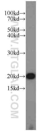 TIM22 Antibody in Western Blot (WB)