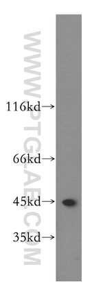 FAH Antibody in Western Blot (WB)