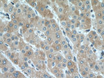 POFUT1 Antibody in Immunohistochemistry (Paraffin) (IHC (P))