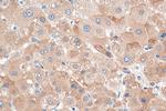 POFUT1 Antibody in Immunohistochemistry (Paraffin) (IHC (P))