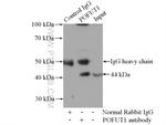 POFUT1 Antibody in Immunoprecipitation (IP)