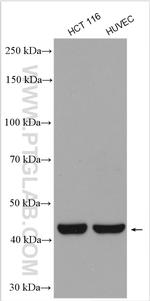 POFUT1 Antibody in Western Blot (WB)