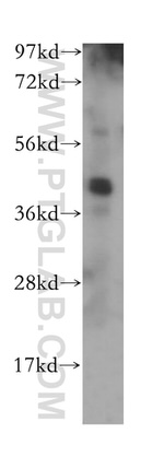 POFUT1 Antibody in Western Blot (WB)