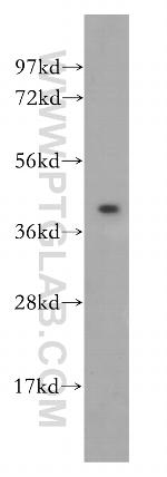 POFUT1 Antibody in Western Blot (WB)