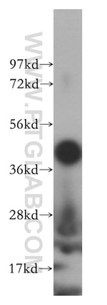 POFUT1 Antibody in Western Blot (WB)