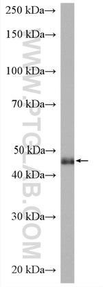 POFUT1 Antibody in Western Blot (WB)