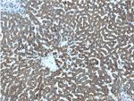 GCDH Antibody in Immunohistochemistry (Paraffin) (IHC (P))