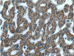 GCDH Antibody in Immunohistochemistry (Paraffin) (IHC (P))