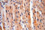 MECR Antibody in Immunohistochemistry (Paraffin) (IHC (P))