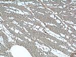 MECR Antibody in Immunohistochemistry (Paraffin) (IHC (P))