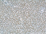 GGPS1 Antibody in Immunohistochemistry (Paraffin) (IHC (P))