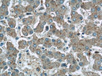 GGPS1 Antibody in Immunohistochemistry (Paraffin) (IHC (P))