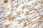 GGPS1 Antibody in Immunohistochemistry (Paraffin) (IHC (P))