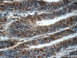 RPS27A Antibody in Immunohistochemistry (Paraffin) (IHC (P))