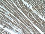 LMOD3 Antibody in Immunohistochemistry (Paraffin) (IHC (P))