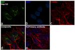 alpha-Fetoprotein Antibody in Immunocytochemistry (ICC/IF)