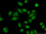 SNIP1 Antibody in Immunocytochemistry (ICC/IF)