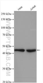 SNIP1 Antibody in Western Blot (WB)