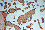 KARS Antibody in Immunohistochemistry (Paraffin) (IHC (P))